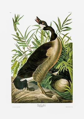 The Birds of America - Canada Goose