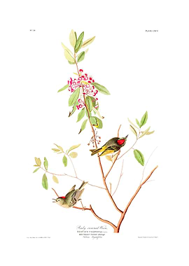 The Birds of America - Ruby crowned Wren