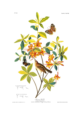 The Birds of America - Brown headed Worm eating Warbler