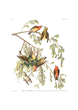 The Birds of America - American Crossbill