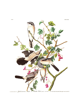The Birds of America - Great Cinereous Shrike or Butcher Bird