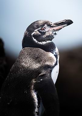 Penguin Portrait