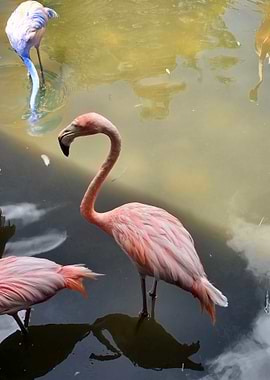 Flamingos in Water
