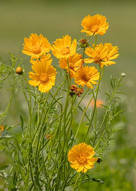 Yellow Cosmos Flowers in Bloom
