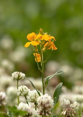 Yellow Wildflower in a Clover Field