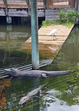 Alligator and Egret by a Dock