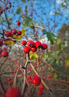 Hawthorn berries on branches