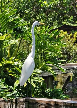 Great Egret in Lush Greenery