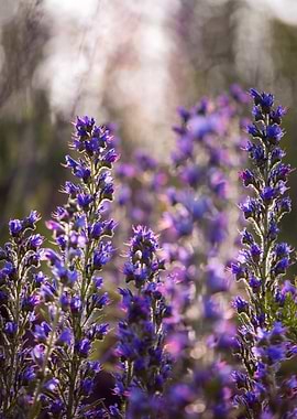 Purple Flowers in Sunlight