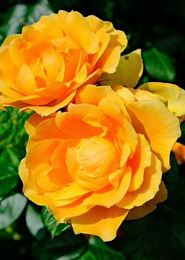 Two Yellow Roses
