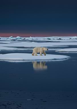 Polar Bear on Ice Floe