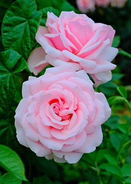 Two Pink Roses in Full Bloom