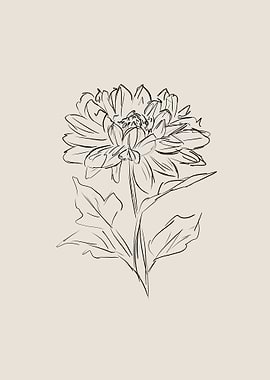 Chrysanthemum Flower Line Art