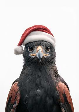 Black and Chestnut Eagle with Santa Hat