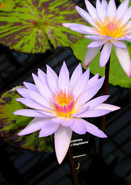 Water Lilies in Bloom