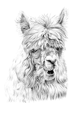 Detailed Alpaca Portrait in Black and White