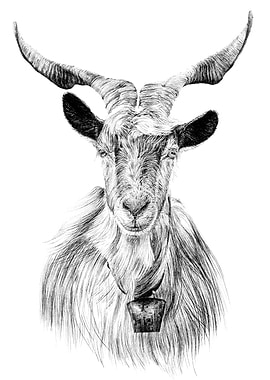 Detailed Goat Portrait in Black and White