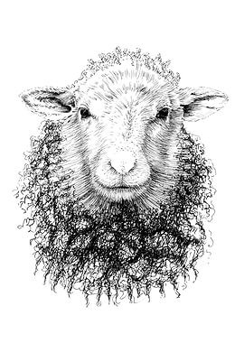 Detailed Sheep Portrait in Black and White
