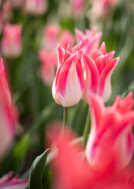 Tulips in Spring Light