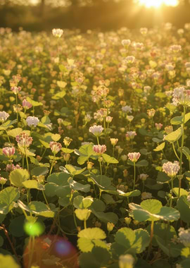 Field of Flowers at Sunset