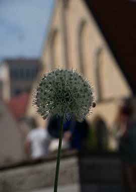 Allium flower in urban setting