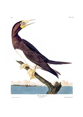 The Birds of America - Booby Gannet