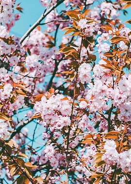 Cherry Blossom Tree in Full Bloom Nature Flowers