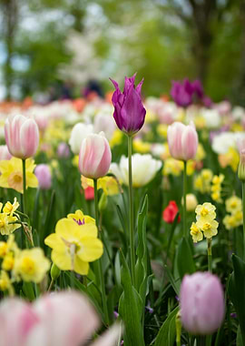 Colorful Tulip Garden Flowers Nature
