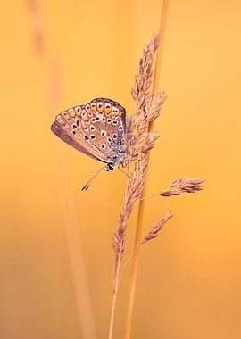 Butterfly on Wheat