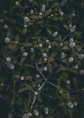 Floral pattern with white flowers