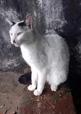 White Cat Portrait