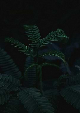Fern Plant in Dark Setting