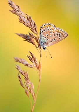 Butterfly on Grass