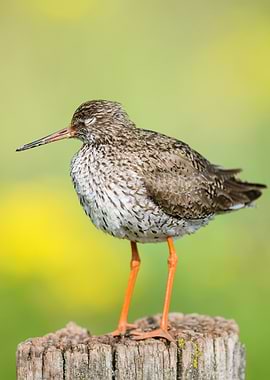 Resting Redshank Bird Portrait