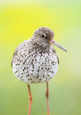 Redshank Bird Portrait