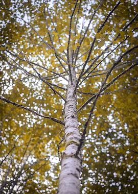 Birch Tree Canopy