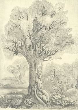 Detailed Tree Pencil Drawing