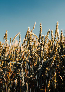 Wheat Field Under Blue Sky