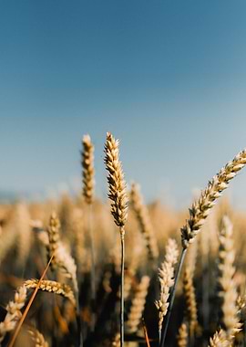 Golden Wheat Field Under Blue Sky