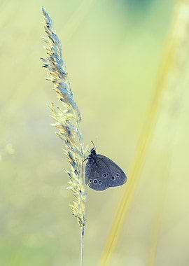 Brown butterfly (Aphantopus hyperantus) on a summer meadow