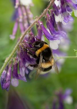 Bumblebee on Purple Flowers