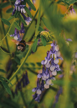 Bee in Flight Near Purple Flowers