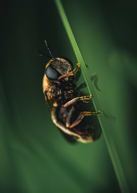 Bee on a blade of grass