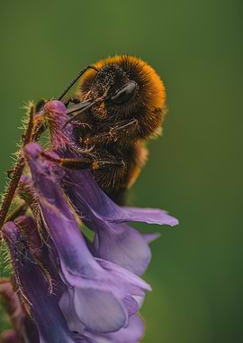 Bumblebee on Purple Flower