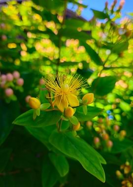 Yellow Flower with Green Leaves