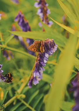 Butterfly on Purple Flowers