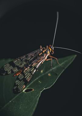 Scorpionfly on Leaf