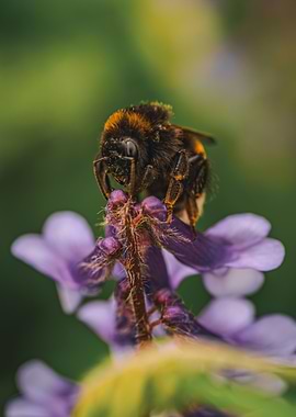 Bumblebee on Purple Flower