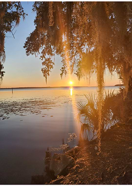 Sunset over water with Spanish moss