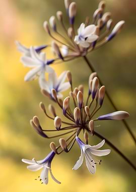 Agapanthus Flowers in Bloom